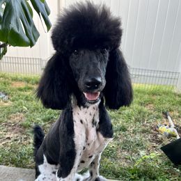 BUFFY - Poodle