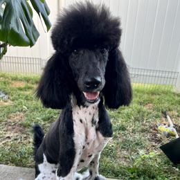 BUFFY - Poodle