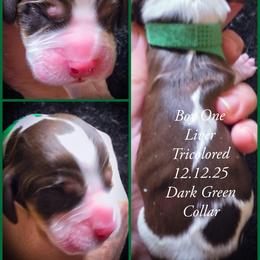 Boy 1 - Liver white and tan male English Springer Spaniel puppy in Silverdale, Washington from TimberVale Springers