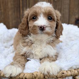 Red - Caramel cream female Australian Labradoodle puppy in Auburn, Washington from West Valley Labradoodles