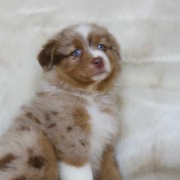 Zoey - Red merle female Australian Shepherd puppy in Richmond, Texas from Big Zen Aussies
