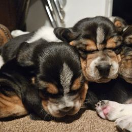 Basset Hounds from Ozark Hounds