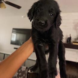Red collar - Black male Goldendoodle puppy in Las Vegas, Nevada from Doodles by Design
