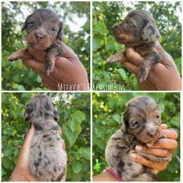 Baby saja - Dapple male Dachshund puppy in Orem, Utah from Miekca’s Dachshunds
