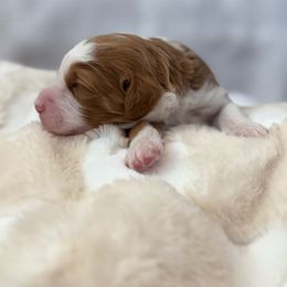 Johnny Cash - Cream male Aussiedoodle puppy in Arizona from Coats of Many Colors LLC