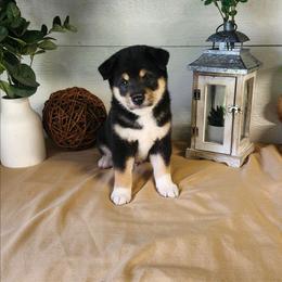 Zeke - Black and tan male Shiba Inu puppy in Illinois from Precious-Puppies