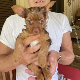 Girl 1 - Chocolate, tan and white Yorkshire Terrier puppy in Fairview, North Carolina from M & M Yorkies