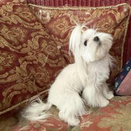 Charlotte - Maltese