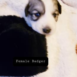 Willow - White and badger female Great Pyrenees puppy in Yucaipa, California from Rusty Horse Ranch Great Pyrenees