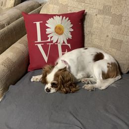 Willow - Cavalier King Charles Spaniel