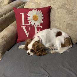 Willow - Cavalier King Charles Spaniel