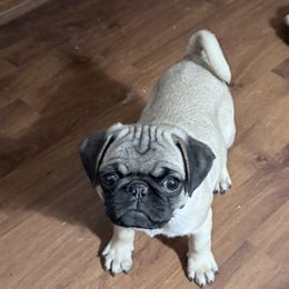 Boy 3 - male Pug puppy in Moorefield, West Virginia from Wratchford Farms