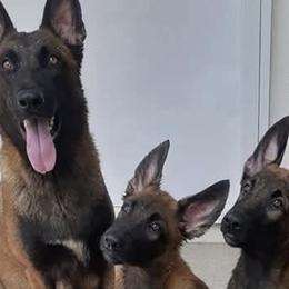 Belgian Malinois and German Shepherds from The Hills Have Eyes