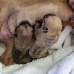 French Bulldog Puppies from Who's Your Bulldog? Kennel