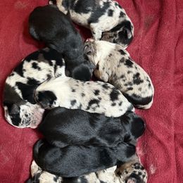 Miniature American Shepherd puppies from Hillside haven Farms