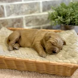 Golden Retriever Puppies from N.W. Mountain Retrievers