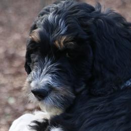 Giblet - Tri-color Bernedoodle puppy in Broadway, North Carolina from Dixie’s Darling Doodles