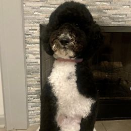 Bordoodles and Goldendoodles from Triple B Doodles