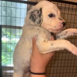Black collar boy - White and black male Dalmatian puppy in Toledo, Ohio from Exquisite Dalmatians & Standard Poodles
