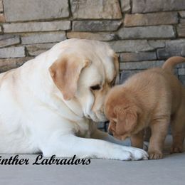 Labrador Retriever Puppies from Günther Labradors