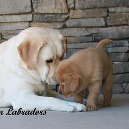 Labrador Retriever Puppies from Günther Labradors