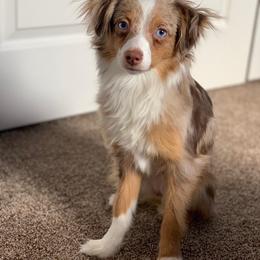 Toy Australian Shepherd Puppies from Kickapoo Creek Aussies