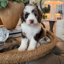 Black Boy - Chocolate merle male Bernedoodle puppy in Modesto, California from Two Doods Doodles