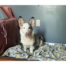 Reef - White and black male Pembroke Welsh Corgi puppy in Saint George, South Carolina from Carolina cotton candy corgis
