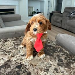 Junior - Apricot male Goldendoodle puppy in Germantown, Maryland from Honey Blossom Doodles