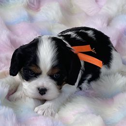 Sky - Tri-color Cavalier King Charles Spaniel puppy in Ridgeville, South Carolina from Misty Meadow Cavaliers