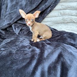 Mocha - Chocolate and tan male Chihuahua puppy in Conway, Arkansas from Kings chichis