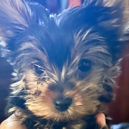 Cable - Black and gold male Yorkshire Terrier puppy in Tyler, Texas from YorkiStars
