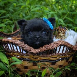 Tiny Babydoll Poppy - Black female Morkie puppy in Barren Springs, Virginia from Seeking Shalom Acres Maltese, Maltipoos & Havamalts