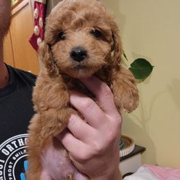 Bambi - Apricot male Poodle puppy in San Tan Valley, Arizona from Desert Storm Poodles