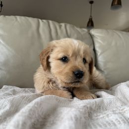 Bennet - Dark golden male Golden Retriever puppy in Mount Pleasant, Utah from Juniper Mountain Goldens