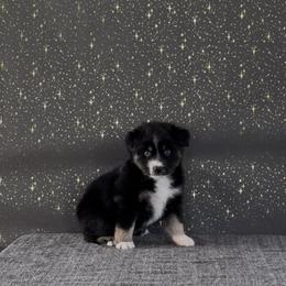 Night Fury - Black tri male Miniature American Shepherd puppy in Kamuela On The Big Island, Hawaii from Royal Hawaiian Aussies LLC