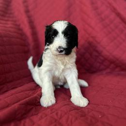 White - Parti female Goldendoodle puppy in Millville, New Jersey from Michelle's Doodles