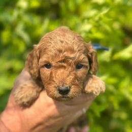 Theodore (Teddy) - Red  male Poodle puppy in Herriman, Utah from Shaggy Mountain Pups LLC