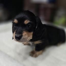 Viktor - Black and cream male Dachshund puppy in Oklahoma City, Oklahoma from OkieDoxieland Dachshunds