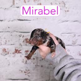 Mirabel - Blue merle female Assorted Doodle Crosses puppy in Calhoun, Georgia from Happy Top Doodles