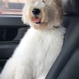 Goldendoodle and Labradoodle All Grown Up from Sugar Fig Kennel