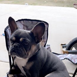 Kitana - French Bulldog