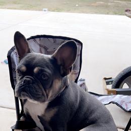 Kitana - French Bulldog
