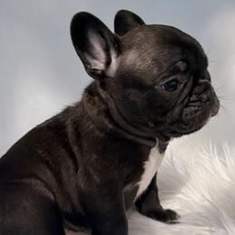 Uno - Brindle male Bulldog puppy in Salem, Illinois from Itsabulldogthing