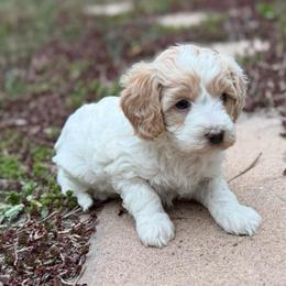 Skye - Parti female Goldendoodle puppy in Monument, Colorado from Colorado Dreamin Doodles