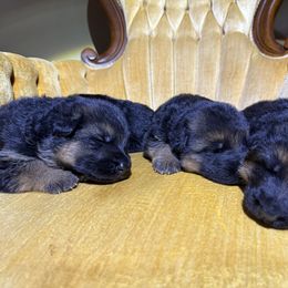 German Shepherd Puppies from Von Vollblut Shepherds