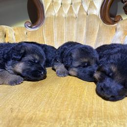 German Shepherd Puppies from Von Vollblut Shepherds