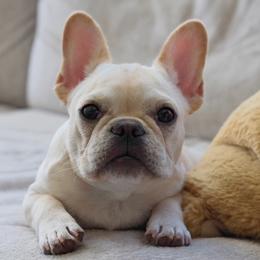 French Bulldog Puppies from Short Leg Frenchies
