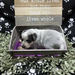 Juneau - Blue speckled female Australian Cattle Dog puppy in Saint Albans, Maine from Australian Cattle Cuties and littles