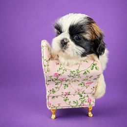 Oscar - Tricolor male Shih Tzu puppy in Hialeah, Florida from Jolie glz